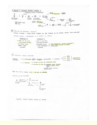 Practicas-Bioquimica-Resumen-y-cuestiones.pdf