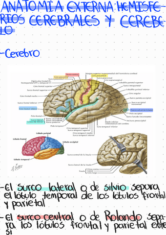 Anatomia-externa-Hemisferios-cerebrales-y-cerebelo.pdf