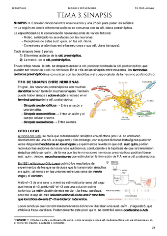 Tema-3-Sinapsis.pdf