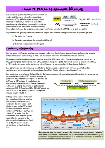Tema-19.Bacterias-Quimiolitotrofas.pdf