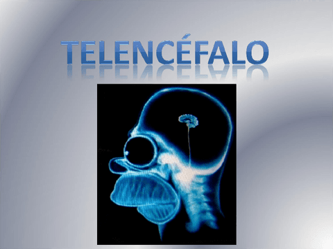 TEMA 5 TELENCEFALO.pdf
