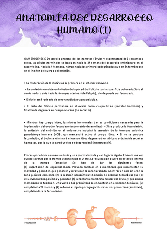 TEMA-1-APUNTS-DESARROLLO-HUMANO.pdf