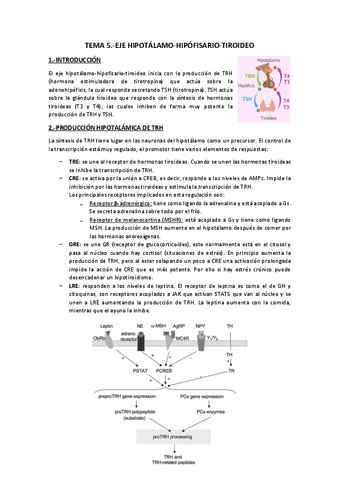 Tema 5.-Eje-hipotalamo-hipofisario-tiroideo.pdf