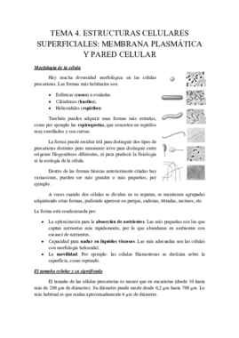 tema 4.pdf