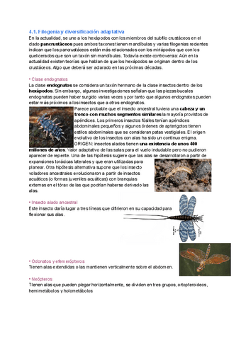 Tema-4.-Taxonomia-de-insectos.pdf