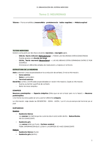 II.-Organizacion-del-sistema-nervioso.pdf