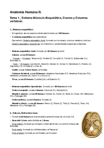 1-Sistema-musculesqueletico.pdf