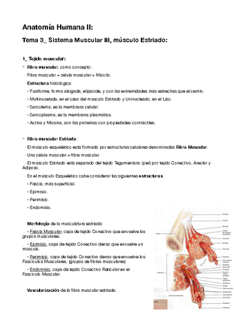 3-Musculo-Estriado.pdf