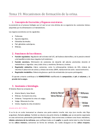 TEMA 19. SISTEMA RENAL. MECANISMOS DE FORMACIÓN DE LA ORINA.pdf