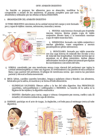 OFSV-APARATO-DIGESTIVO.pdf