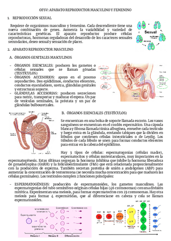 OFSV-APARATO-REPRODUCTOR-MASCULINO-Y-FEMENINO.pdf