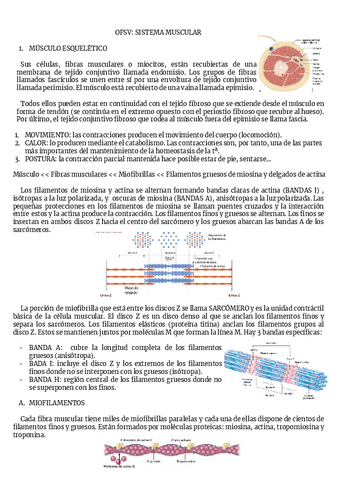 OFSV-SISTEMA-MUSCULAR.pdf