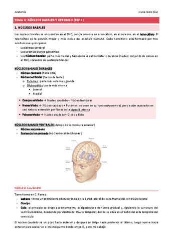 TEMA 4 - Núcleos basales y cerebelo (SEF 3).pdf