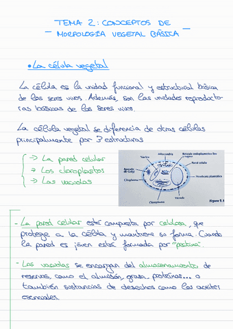 Conceptos-de-morfologia-vegetal-T2.pdf