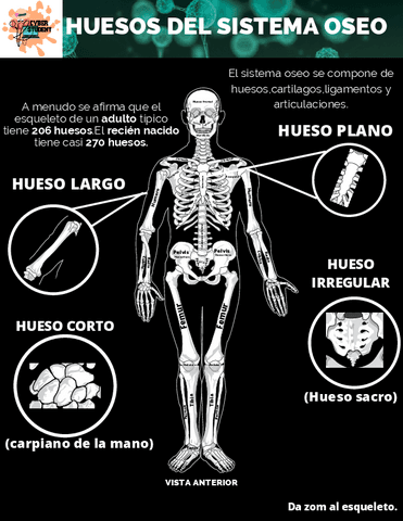 HUESOS-DEL-SISTEMA-OSEO.pdf