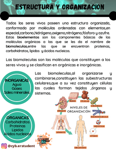 ESTRUCTURA-Y-ORGANIZACION.pdf