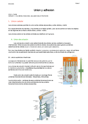 4.2-Union-y-adhesion.pdf