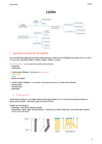 5.-Lipidos.pdf