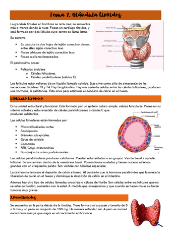 Tema-7.-Glandula-tiroides.pdf