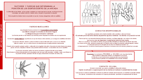 OCLUSION-tema-04.pdf