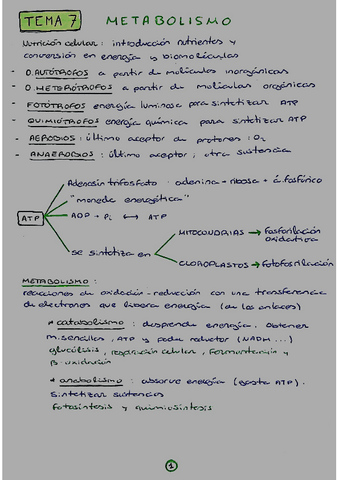 bloque-2-METABOLISMO-esquemillas.pdf