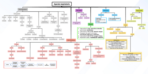 Esquema-aparato-respiratorio.pdf