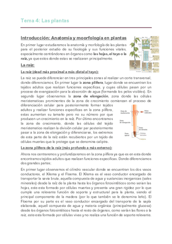 Copia-de-Apuntes-t.4-Las-plantas.pdf
