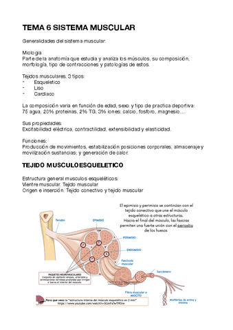 TEMA-6-SISTEMA-MUSCULAR.pdf