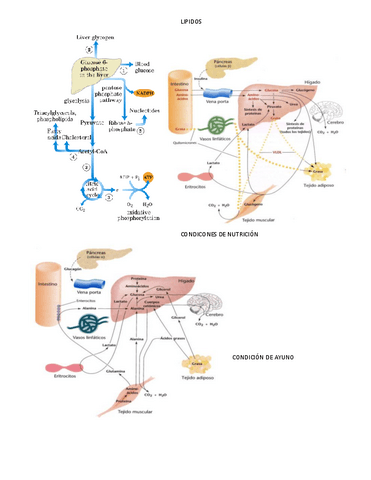 LIPIDOS-RESUMEN.pdf