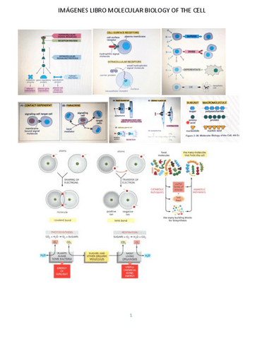 BIologia-celular-imagenes-libro.pdf