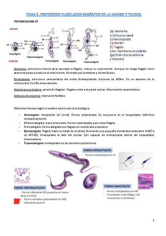 T5-parasito.pdf