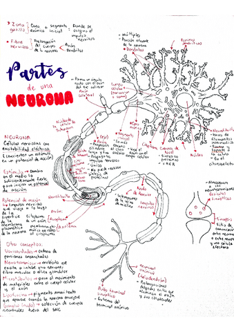 Partes-de-la-neurona.pdf