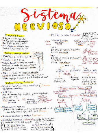 Organizacion-del-Sistema-Nervioso.pdf