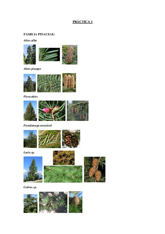 reconocimiento-practicas-1-10.pdf