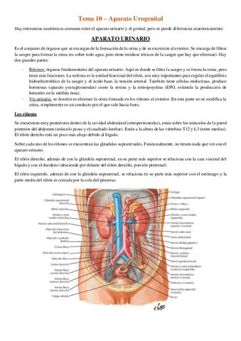 Tema-10-Aparato-urogenital.pdf