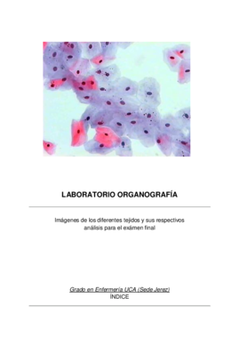 Análisis + imágenes organografía.pdf