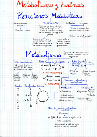 METABOLISMO-Y-ENZIMAS.pdf