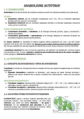 Anabolisme-Autotrof.pdf