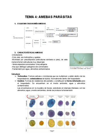 TEMA-4-AMEBAS.pdf