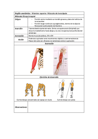 7Biceps-braquial.pdf