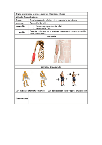 8Braquial-anterior.pdf