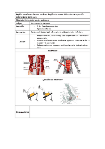 22Recto-anterior-del-abdomen.pdf