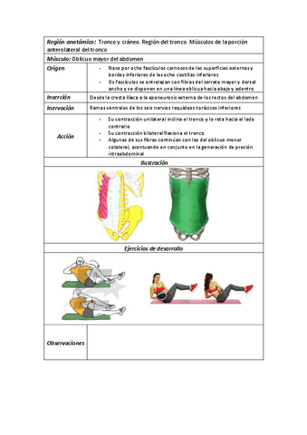 23Oblicuo-mayor-del-abdomen.pdf