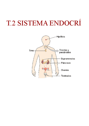 T.2-SISTEMA-ENDOCRI.docx.pdf