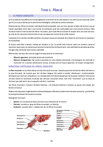 Tema-6.-Muscul.pdf