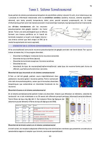 Tema-8.-Sistema-Somatosensorial.pdf