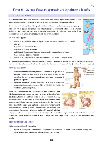 Tema-18.-Sistema-Endocri-generalitats-hipotalem-i-hipofisi.pdf