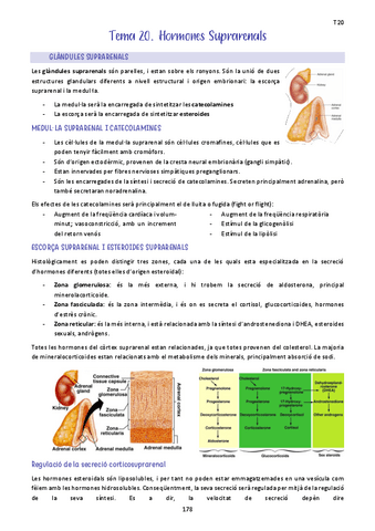 Tema-20.-Hormones-Suprarenals.pdf
