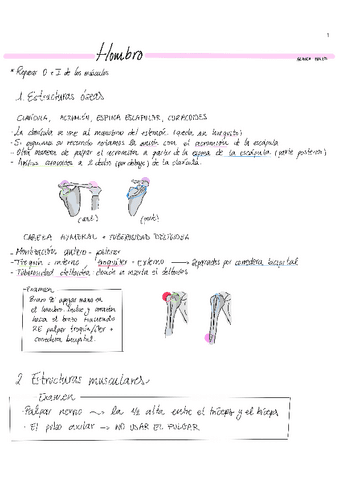 Hombro-anatomia-palpatoria.pdf