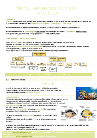 T.13. Vertebrados acuáticos II. Peces óseos.pdf
